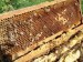 Zastavaný úľ so včelami malý